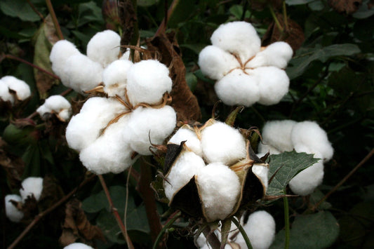 5 raisons de choisir des vêtements en coton bio certifié GOTS ? 🌿