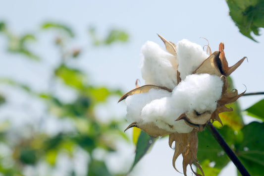 Sweat en coton bio vs sweat classique : 4 bonnes raisons de passer au bio🌿