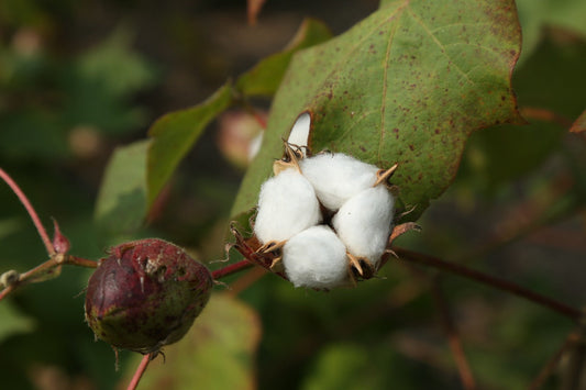Coton bio vs coton conventionnel : les différences expliquées simplement 🌱