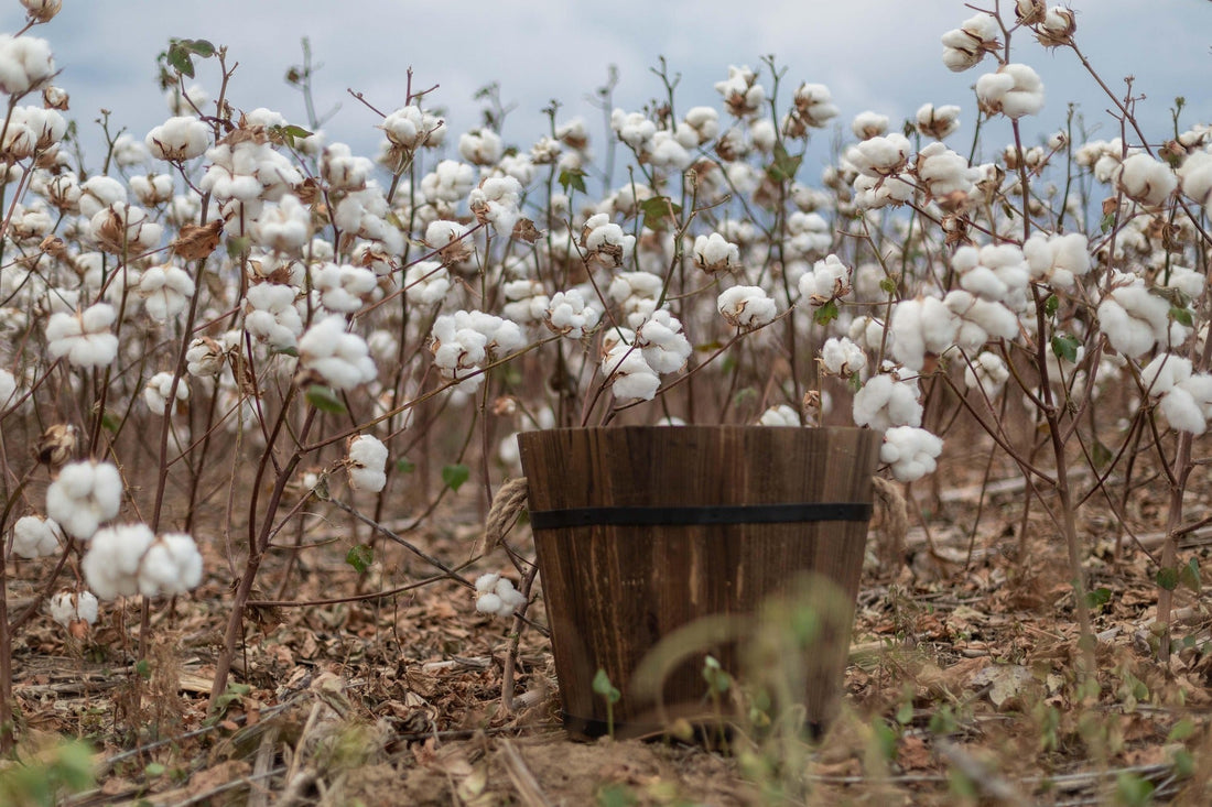 Pourquoi Choisir le Coton Bio ? 5 Avantages Incontournables