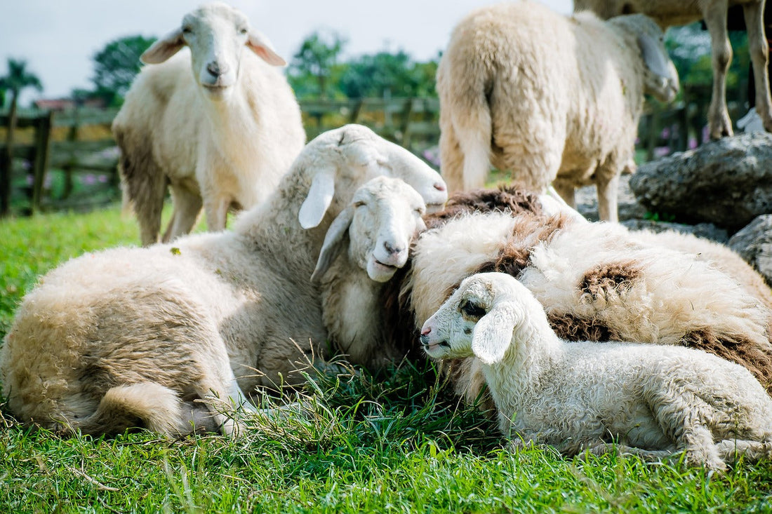 Vêtement Vegan : Définition, Matières et Faux Amis à Éviter