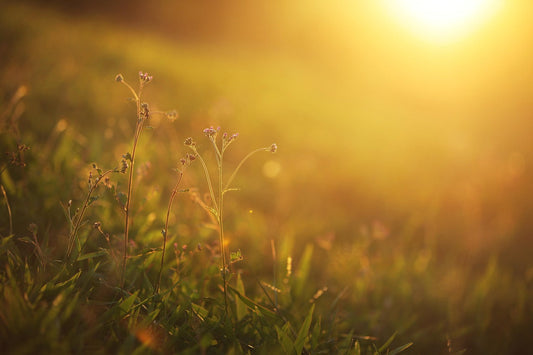 LITHA : Histoire, Mythologie et Célébrations mondiales du solstice d’été ☀️